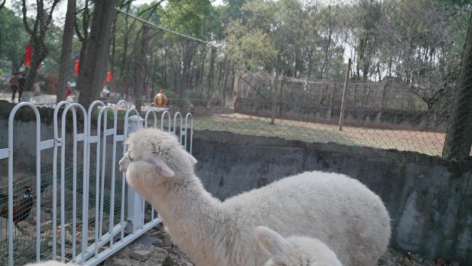武汉九峰森林动物园里的羊驼草泥马