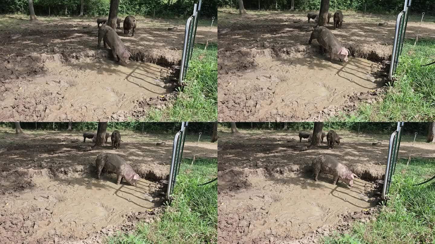 猪动物走进泥坑然后小便