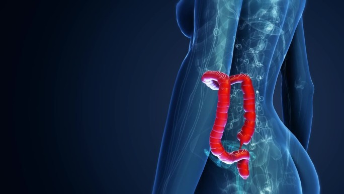 女性大肠解剖3d人体全息人人体器官分析