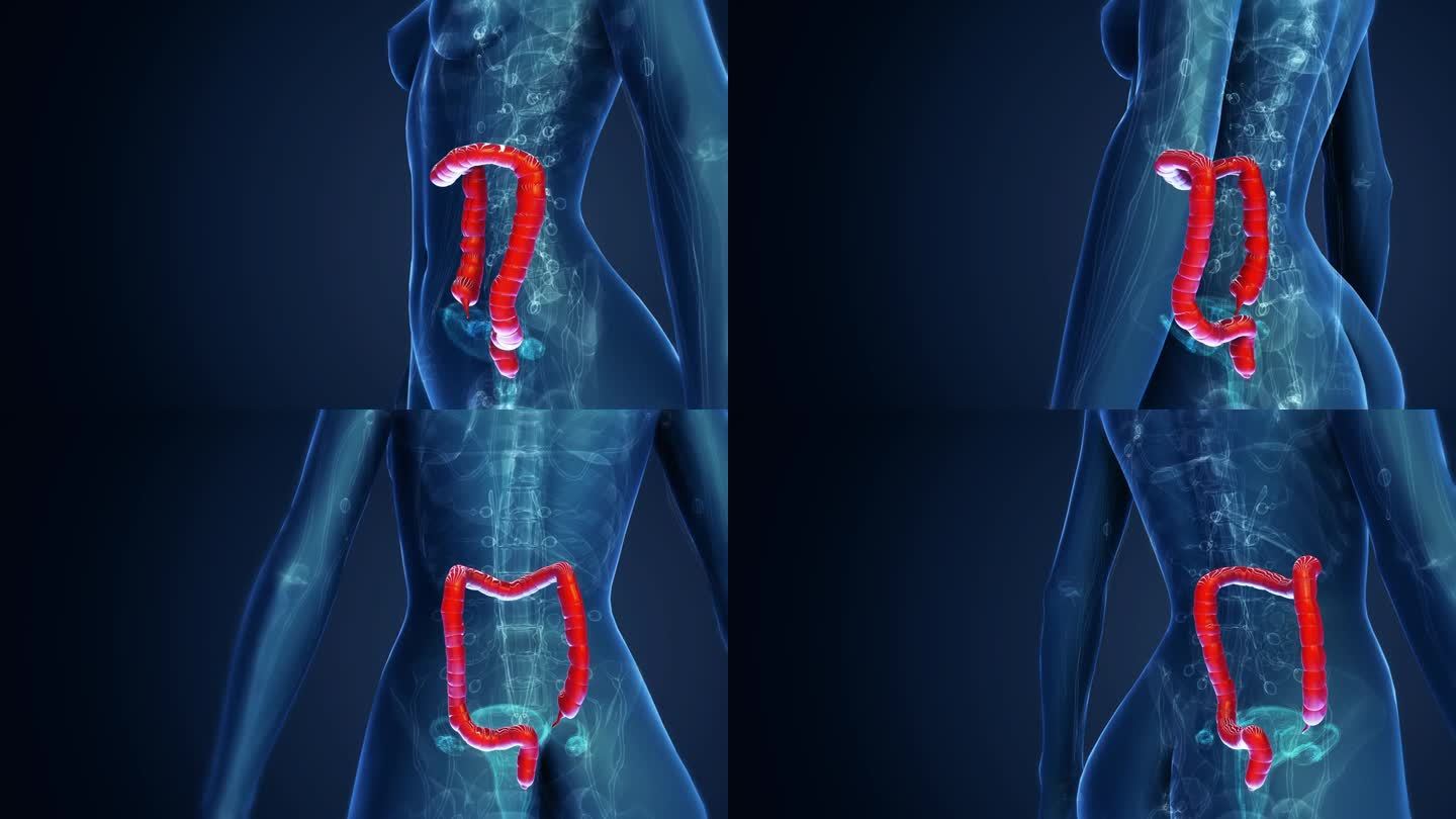 女性大肠解剖3d人体全息人人体器官分析