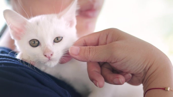 女人抚摸着猫的头休息