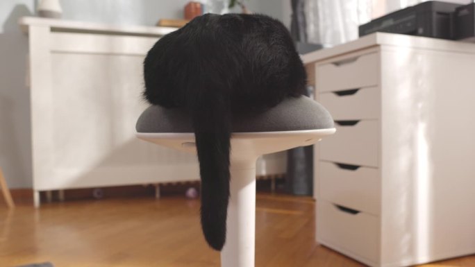 黑猫喜欢在椅子上打转