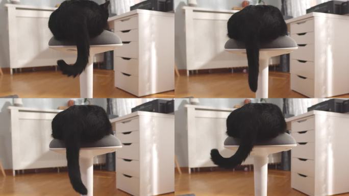 黑猫喜欢在椅子上打转