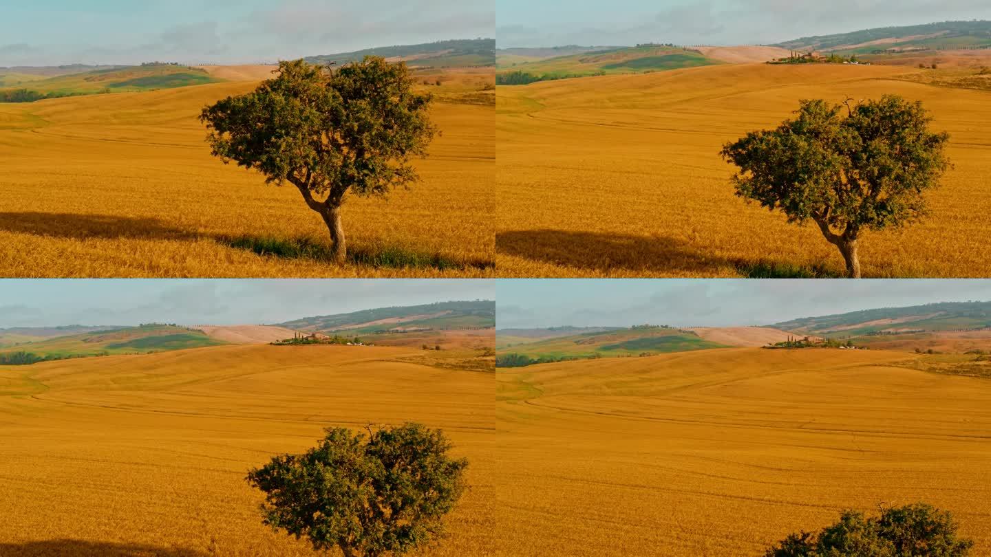 在阳光明媚、田园诗般的金色麦田里，无人机注视着孤独的树