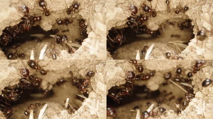 蚂蚁们正忙着在家门口挖洞，在沙子下面挖洞，把干树枝搬进去