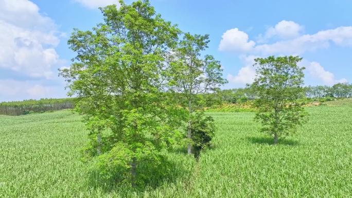 航拍乡村振兴甘蔗种植园木棉树