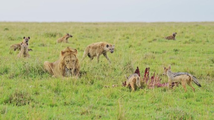 雄性狮子保护猎物不被附近的土狼吃掉，马赛马拉非洲野生动物的等级制度，马赛马拉国家保护区的食物链秩序