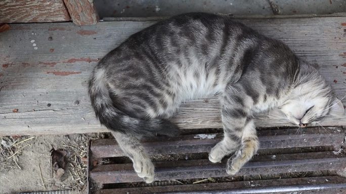 灰猫在门阶上睡觉