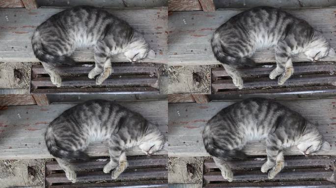 灰猫在门阶上睡觉