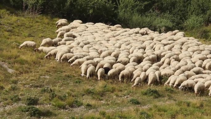 一群山羊在托斯卡纳-艾米利亚亚平宁山脉的绿色牧场上吃草。牲畜的品种，亚平宁羊，亚平宁羊在蒙特西蒙山脉