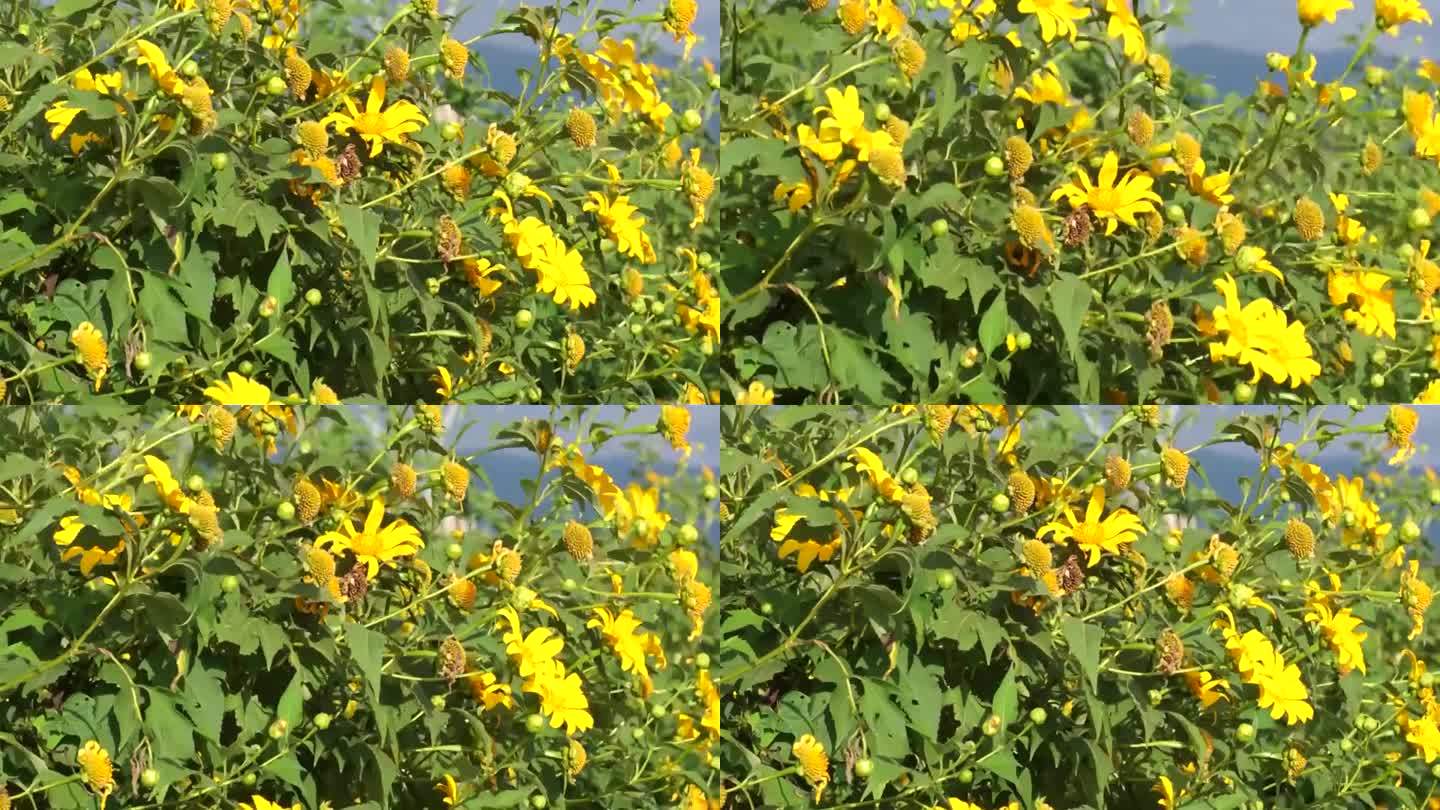 野生向日葵在风中摇曳，在越南林东，野生向日葵绽放出明亮的黄色