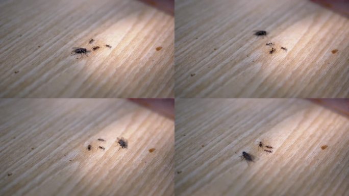 一群蚂蚁和一只苍蝇爬在木头表面上寻找食物