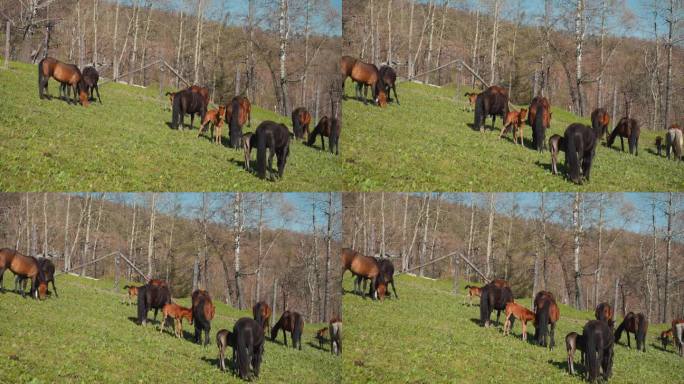 带着小马驹的哺乳期母马在草地上吃草