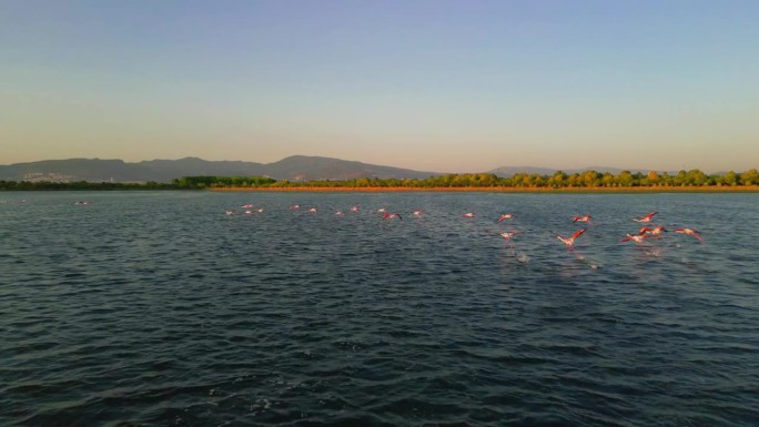 粉红色的火烈鸟在湖里。一群粉红色的火烈鸟映衬着美丽的风景。野生动物视频拍摄。