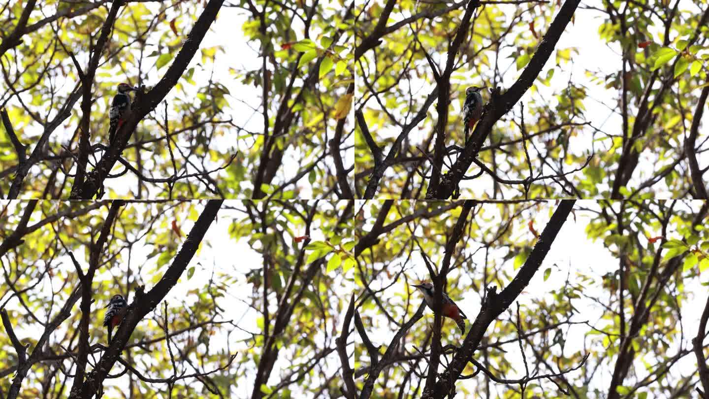 啄木鸟在树上抓虫子