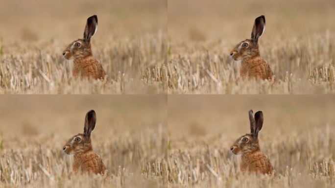 欧洲褐兔(Lepus europaeus)坐在收获的残茬地里