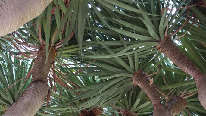 龙血树生长在葡萄牙马德拉岛。龙树是一种亚热带常绿长寿的天门冬科树木，