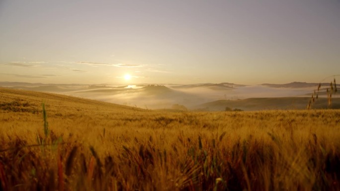 日出时托斯卡纳田园诗般的乡村里小麦的剪影