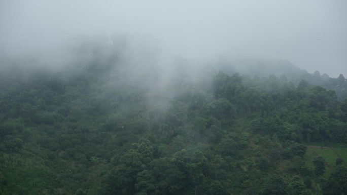 雾气蒙蒙的日子里，雨淋在绿意盎然的山林之上