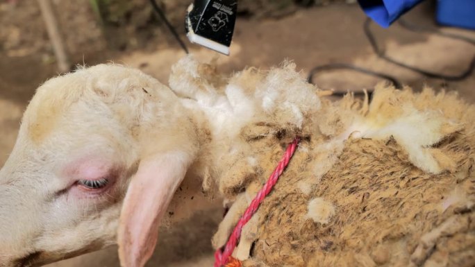 在印度尼西亚的一个乡村农场，农民正在剪羊的脖子。羊被拴起来休息。