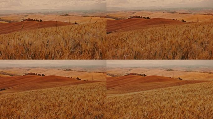 托斯卡纳乡村连绵起伏的山丘上，景色优美的金黄色小麦