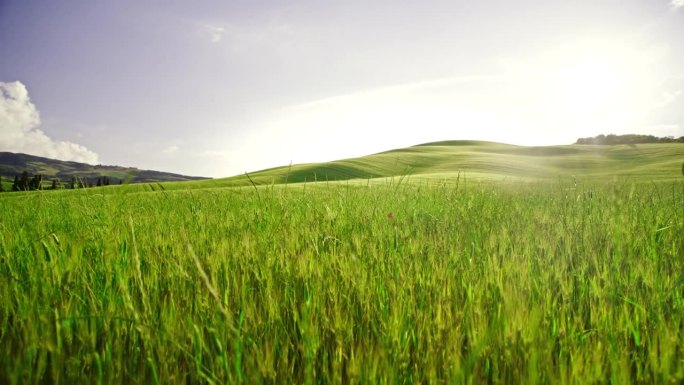 意大利托斯卡纳，阳光洒在宁静、田园般的绿色乡村田野上