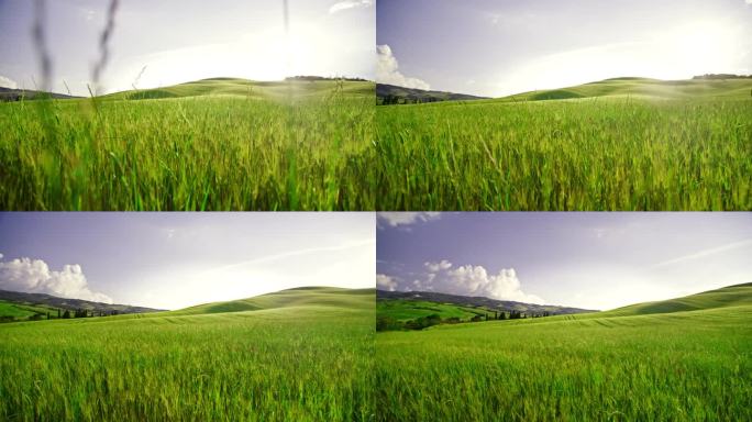 意大利托斯卡纳，阳光洒在宁静、田园般的绿色乡村田野上