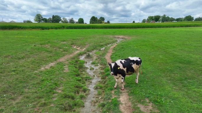 荷斯坦奶牛在泥泞的小溪边吃草。径流和废水管理主题航拍。危害河流和水道的动物和牲畜。