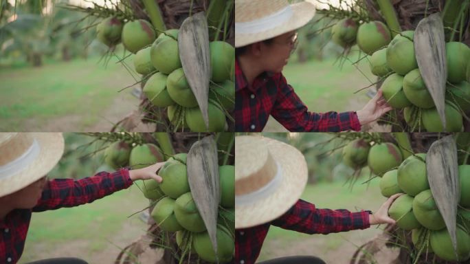 快乐美丽的亚洲中年妇女农学家在种植后按照发展计划检查椰树种植园的生长质量，并将所有结果记录在智能农场