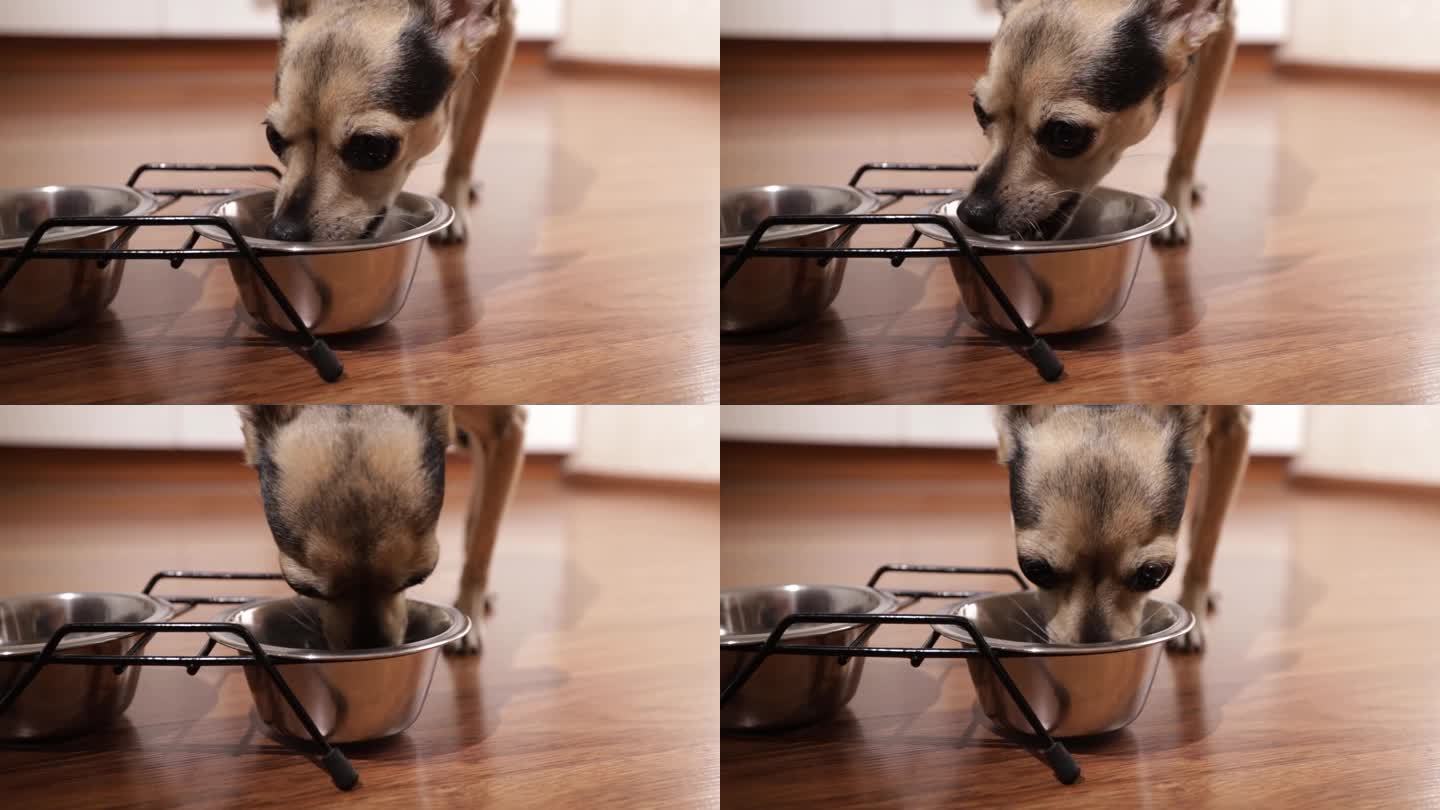 小狗吃，狗食，饥饿的小狗从碗里拿出食物