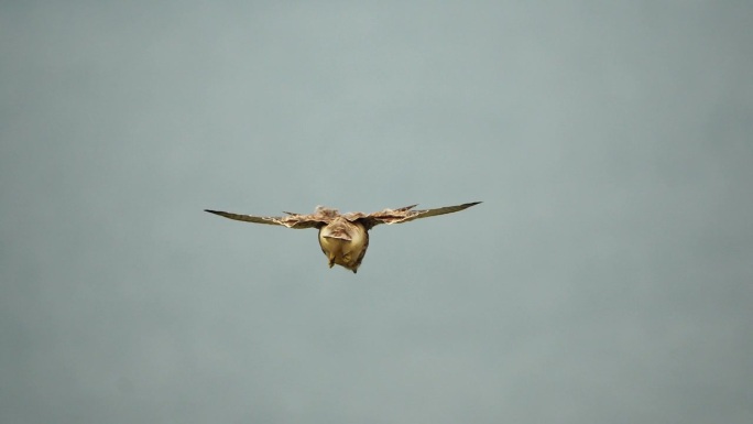 捕食者猎鹰在空中盘旋，在地面上寻找食物。后视图。翱翔的猎鹰或鹰冻结在地面上方的空中，准备冲下来捕食。
