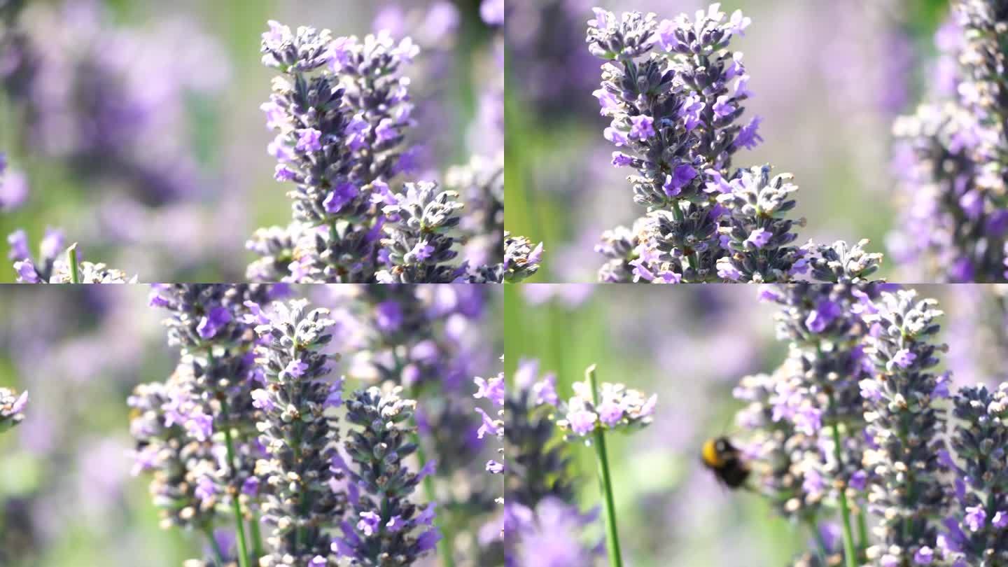 大黄蜂在薰衣草花上。蜜蜂在薰衣草地里小心翼翼地从盛开的薰衣草花朵上收集花粉。枝干在夏日的微风中摇曳，