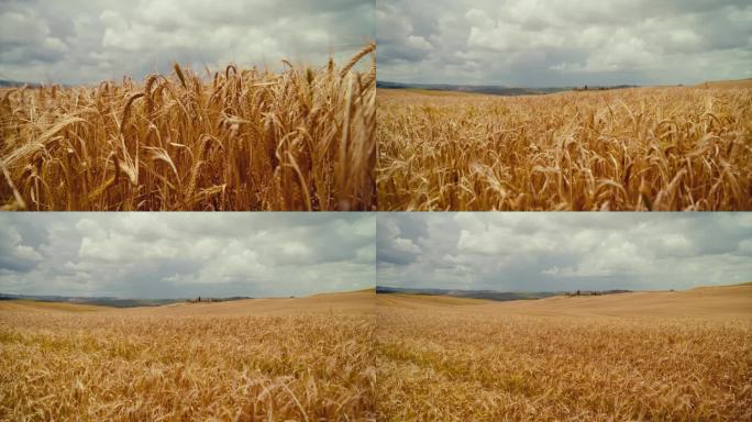 在阳光明媚的托斯卡纳田园诗般的乡村，用平底锅烤出金黄色的小麦