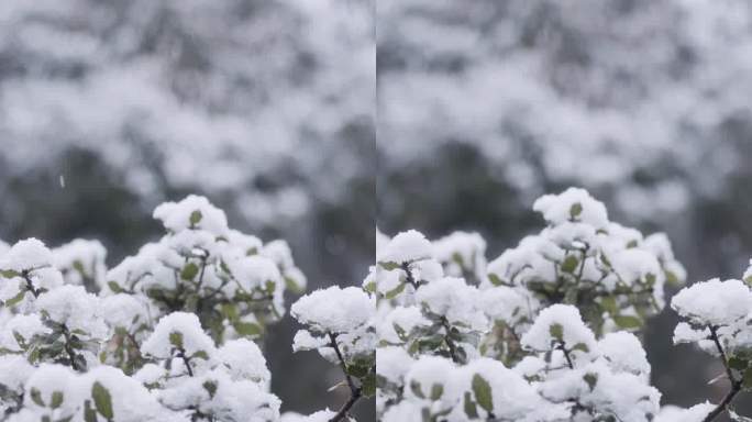 垂直视频-在茂密的森林里，大雪落在树上的慢动作