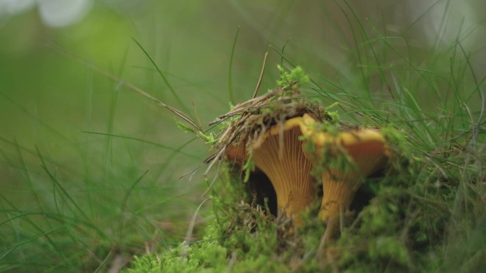 生长在森林苔藓中的野生鸡油菌