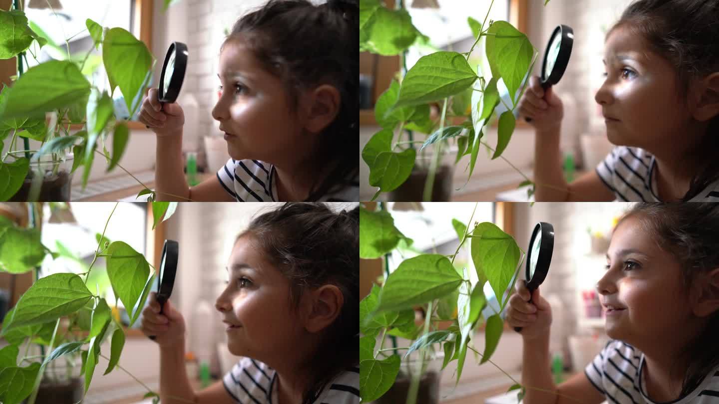 好奇的白人女孩，用放大镜观察豆科植物
