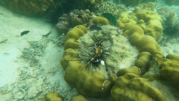 月濑鱼在泰国皮皮岛安达曼海下的海胆珊瑚周围游泳。水下