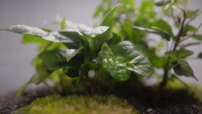 多肉绿色植物花园生长在一个罐子极端特写背景