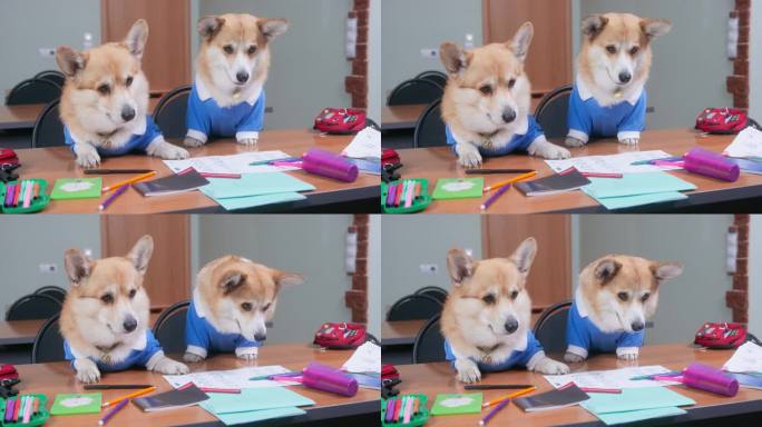 两只穿着校服的可爱傻柯基狗坐在课桌前，发呆地看着，正在考试