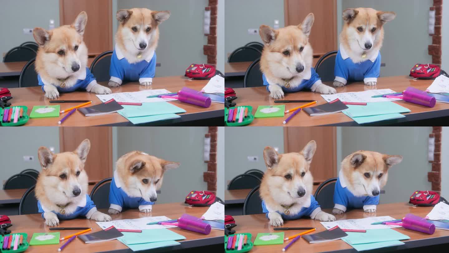 两只穿着校服的可爱傻柯基狗坐在课桌前，发呆地看着，正在考试