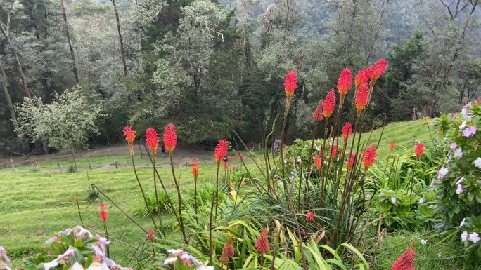 神奇的蜂鸟在哥伦比亚丛林中吮吸异国花朵的花蜜