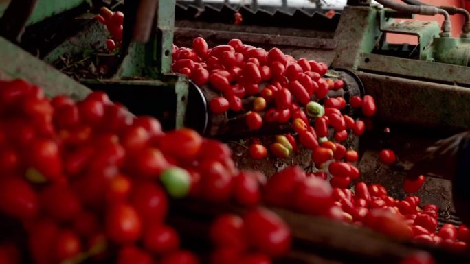 意大利的农业活动:工业化番茄收获