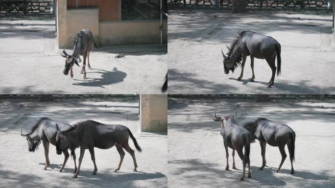 武汉九峰森林动物园里的蓝角马