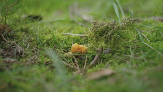 生长在森林苔藓中的野生鸡油菌