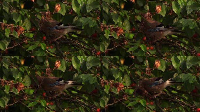 一只欧亚松鸦(松鸦)正在吃浆果