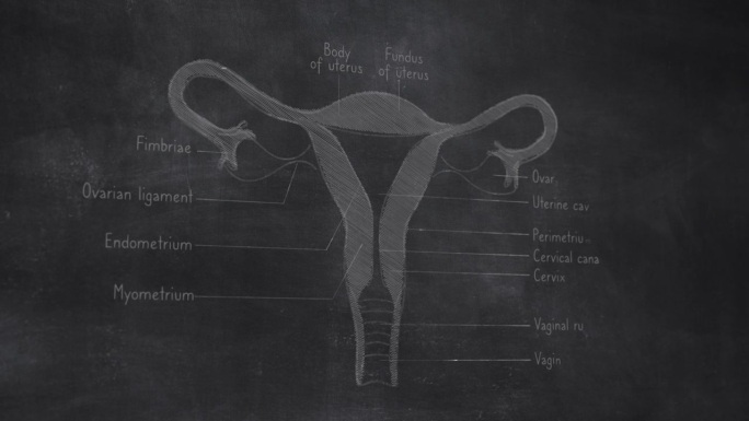三维女性子宫解剖手绘黑板
