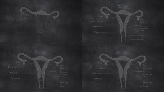 三维女性子宫解剖手绘黑板