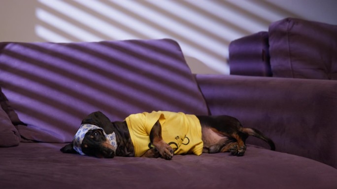 狗躺在沙发上，忧郁，冷漠地等待着动物心理学家，创伤后应激障碍，治疗