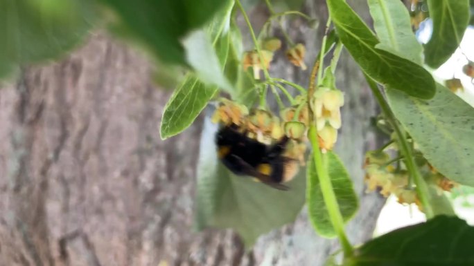 一只大黄蜂正在吃一棵银酸橙树的花