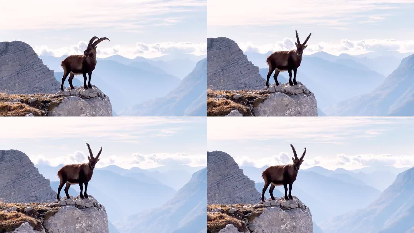 野生野山羊站在岩石之间，背景是阿尔卑斯山脉
